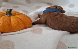 Maltipoo dogs for sale: 🐾✨️Beautiful Maltipoo Pups ready in December!🐾✨️ - Image 14