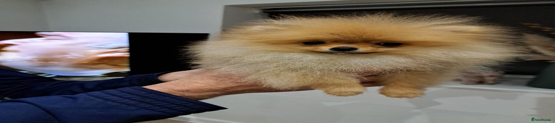 Pomeranian Puppy 2