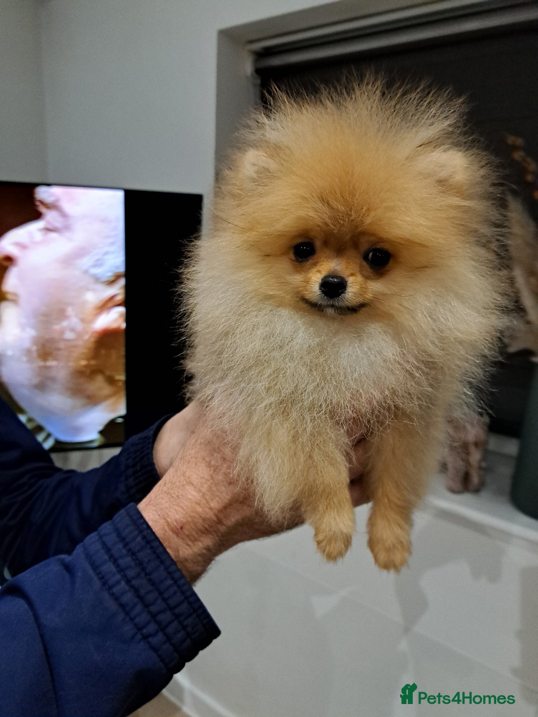 Pomeranian dogs for sale: Beautiful Pomeranian  - Image 5