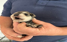 Miniature Schnauzer dogs for sale: Home reared bundles of love - Image 12