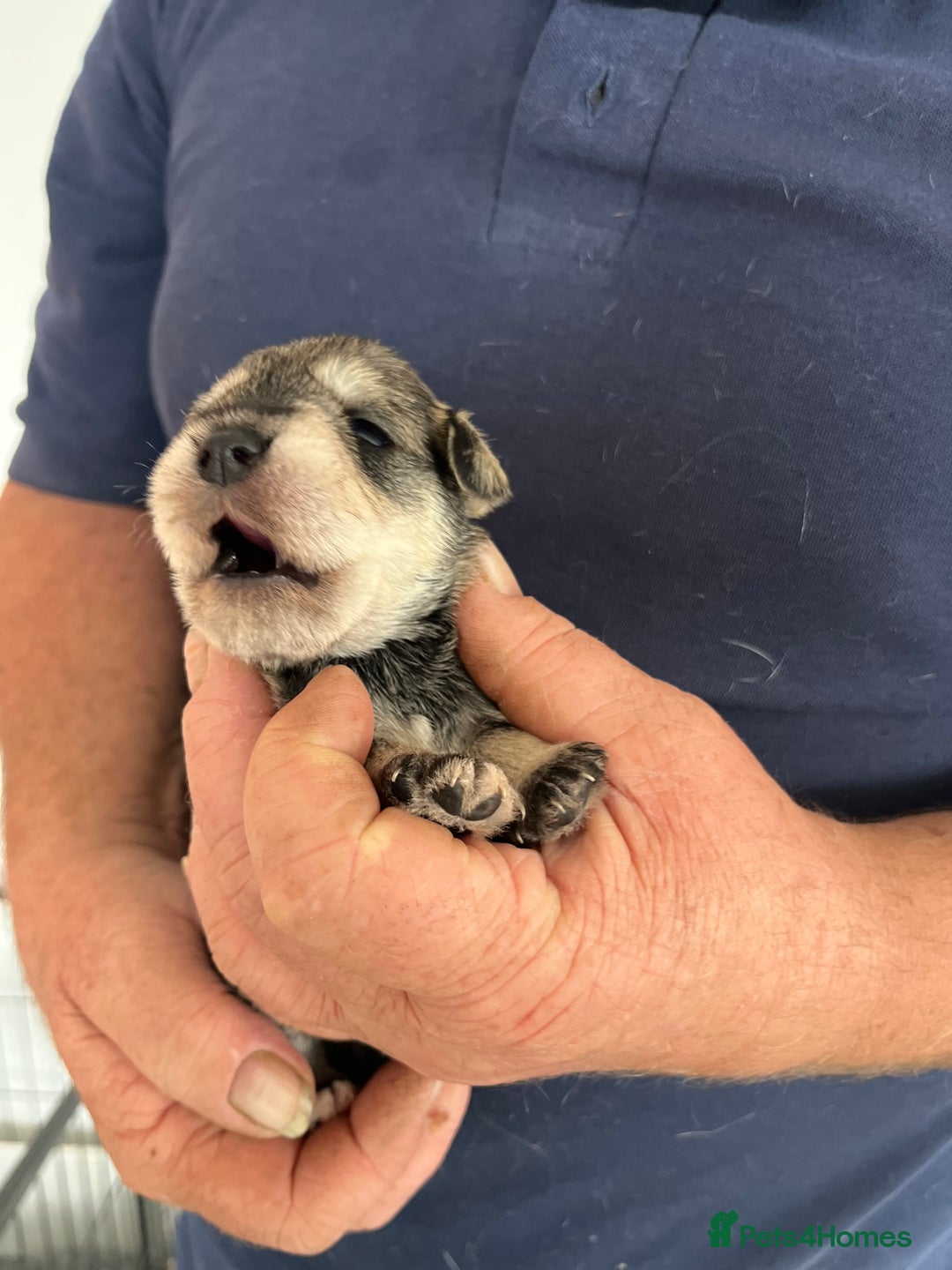 Miniature Schnauzer dogs for sale: Home reared bundles of love - Image 12