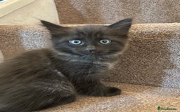 Ragdoll cats for sale: Ragdoll x kitten for sale  - Image 2