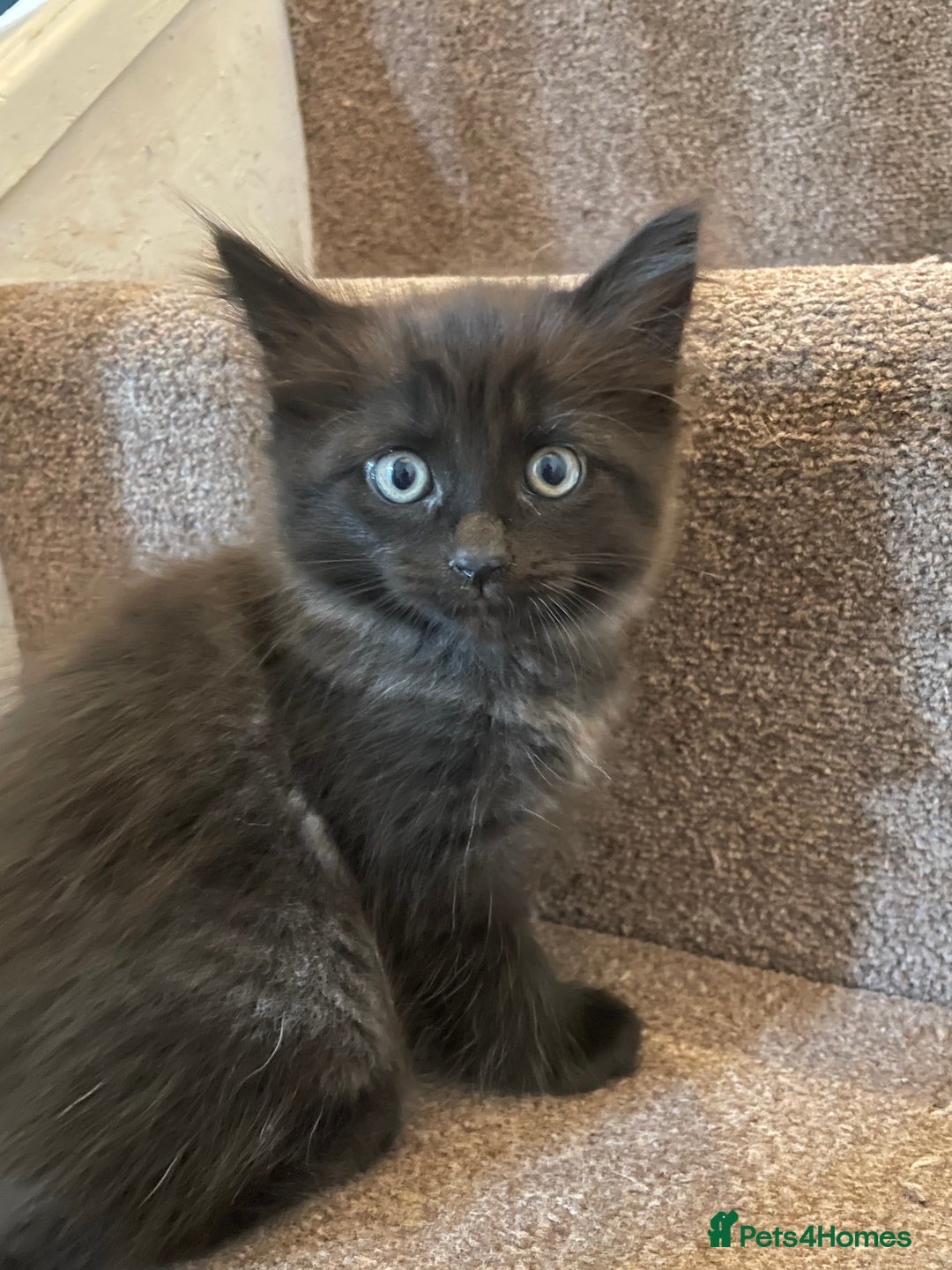 Ragdoll cats for sale: Ragdoll x kitten for sale  - Image 2