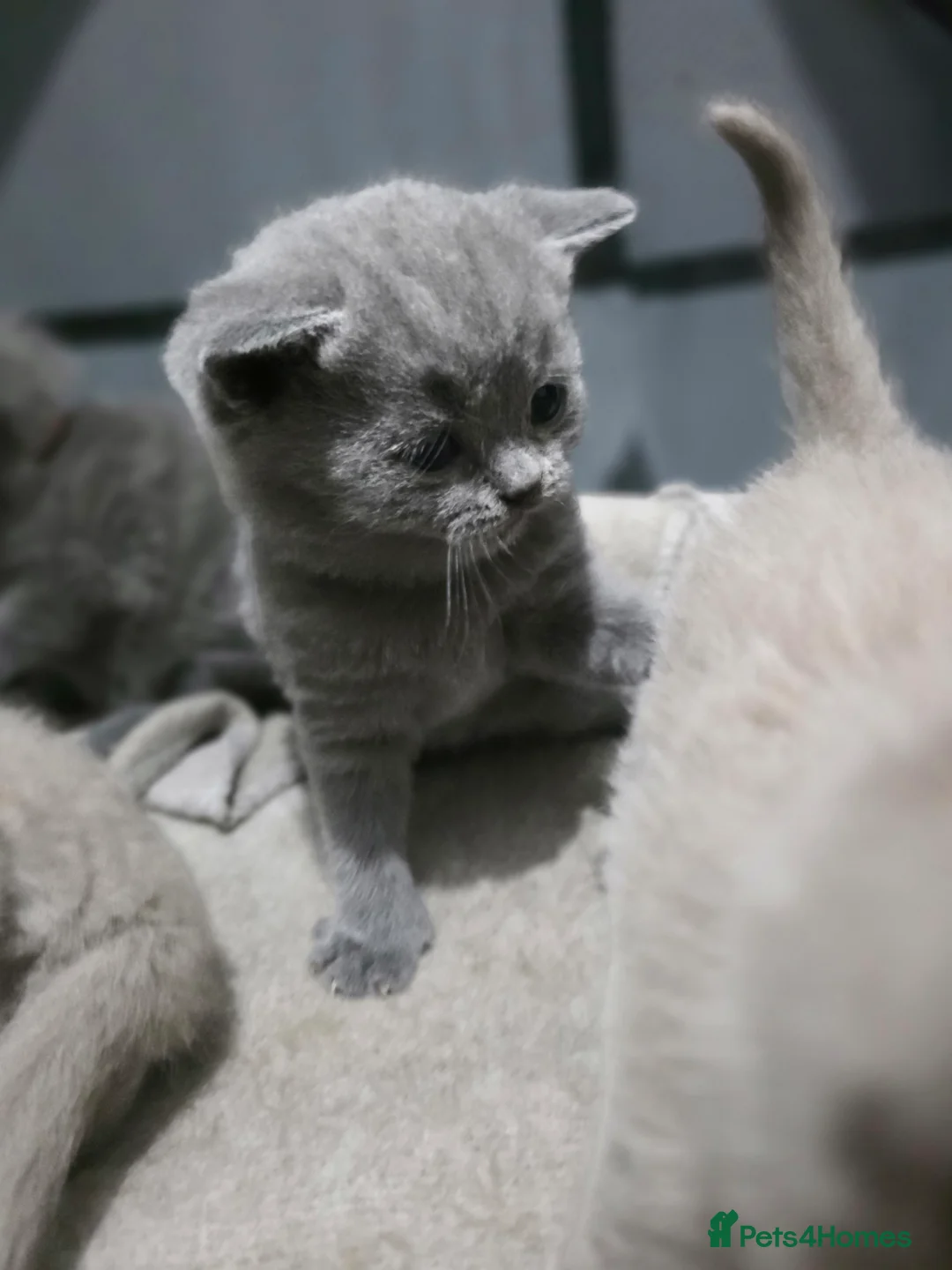 British Shorthair cats for sale: Stunning BSH Kittens  in Nottingham - Advert 8
