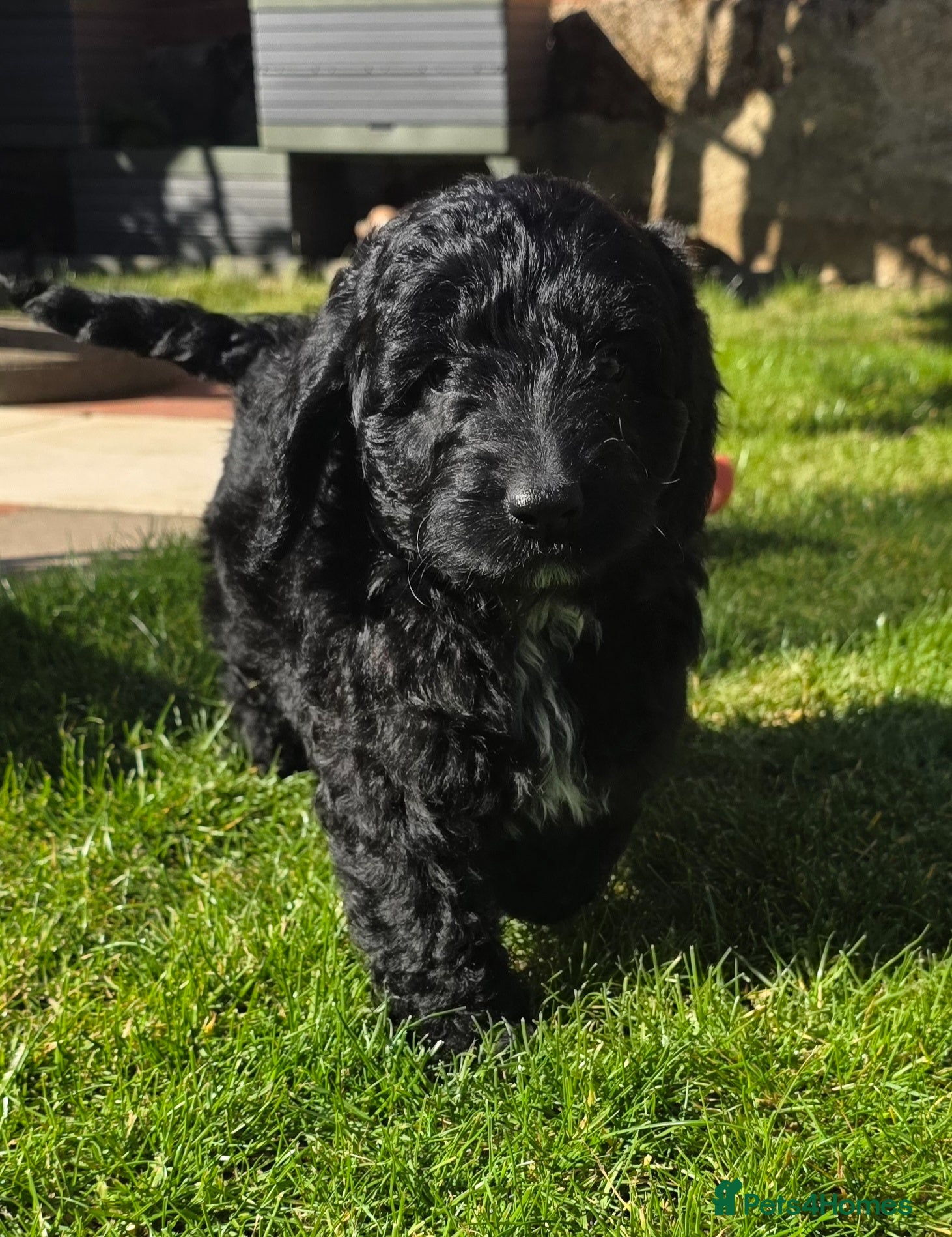 Australian Labradoodle dogs  girls and boy ready for home - Advert 2