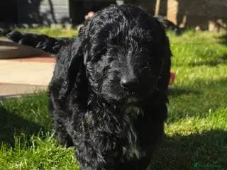 Australian Labradoodle dogs girls and boy ready for home - Advert 2
