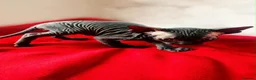 Sphynx cats for sale: Canadian sphynx kittens  - Advert 21