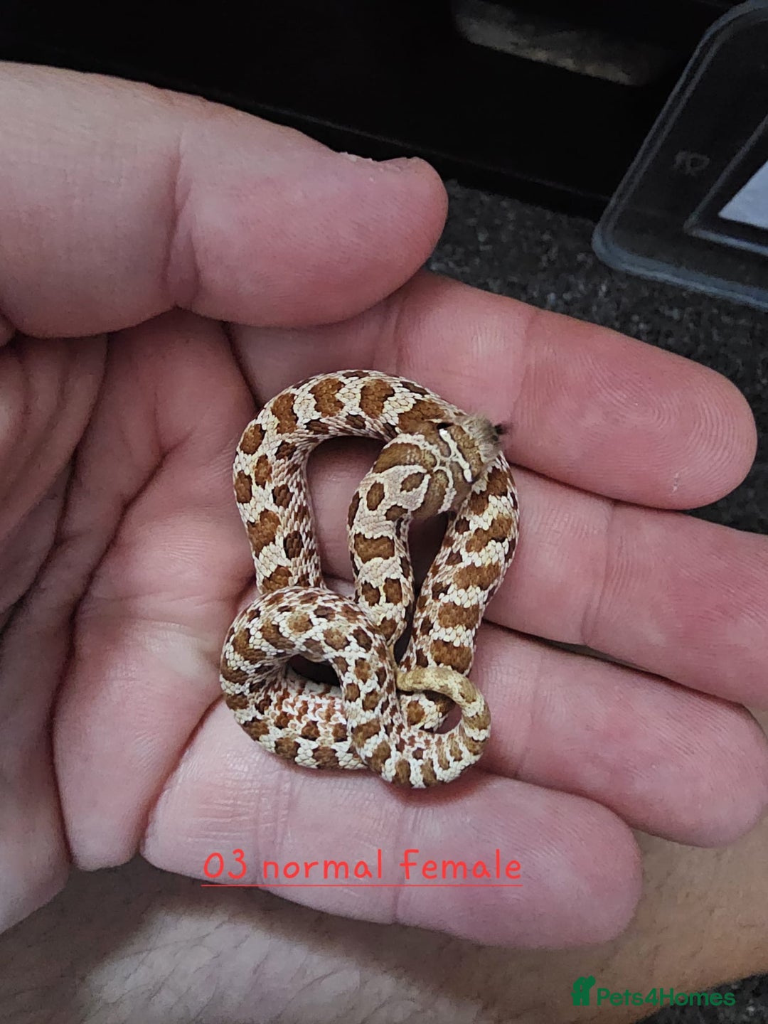 Snake reptiles for sale: Western Hognose Snakes  - Image 14