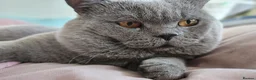 British Shorthair cats for sale: British short hair kitten  - Advert 3