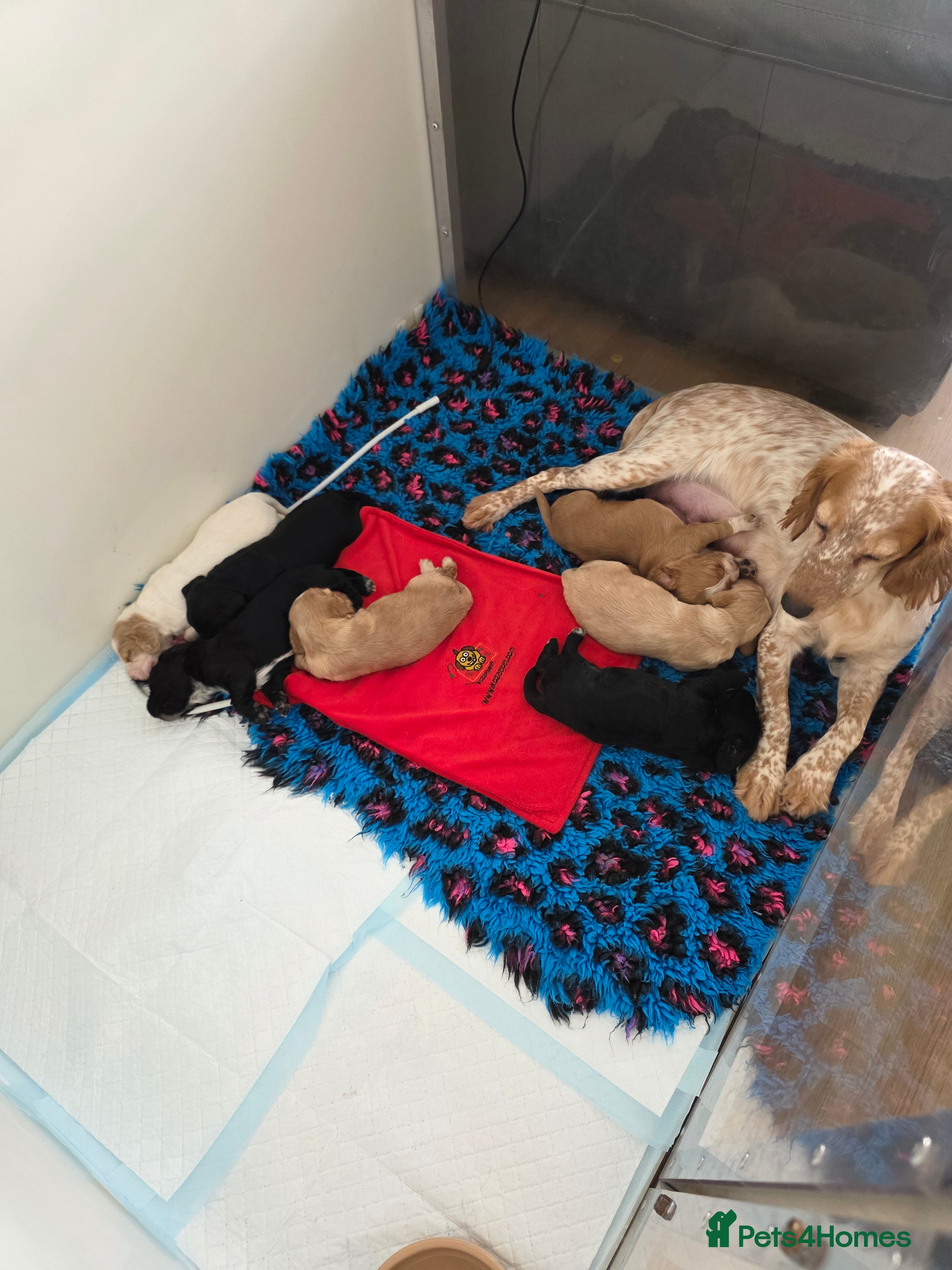 Cocker Spaniel dogs Kc Reg Cocker spaniel puppies  - Advert 18