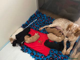 Cocker Spaniel dogs Kc Reg Cocker spaniel puppies - Advert 18