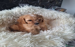 Cavapoo dogs for sale: CAVAPOO PUPPIES - Image 15