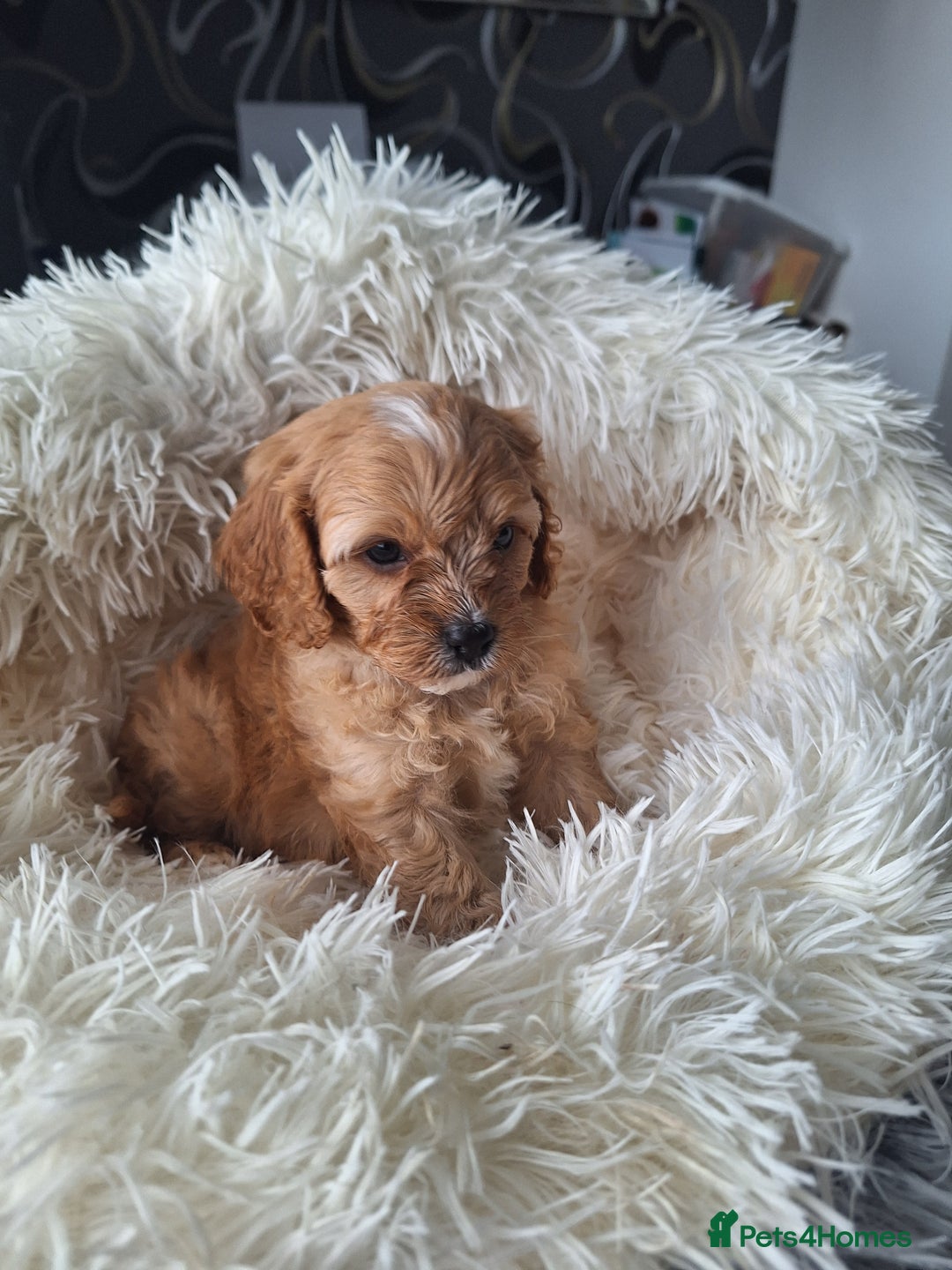 Cavapoo dogs for sale: CAVAPOO PUPPIES - Image 15