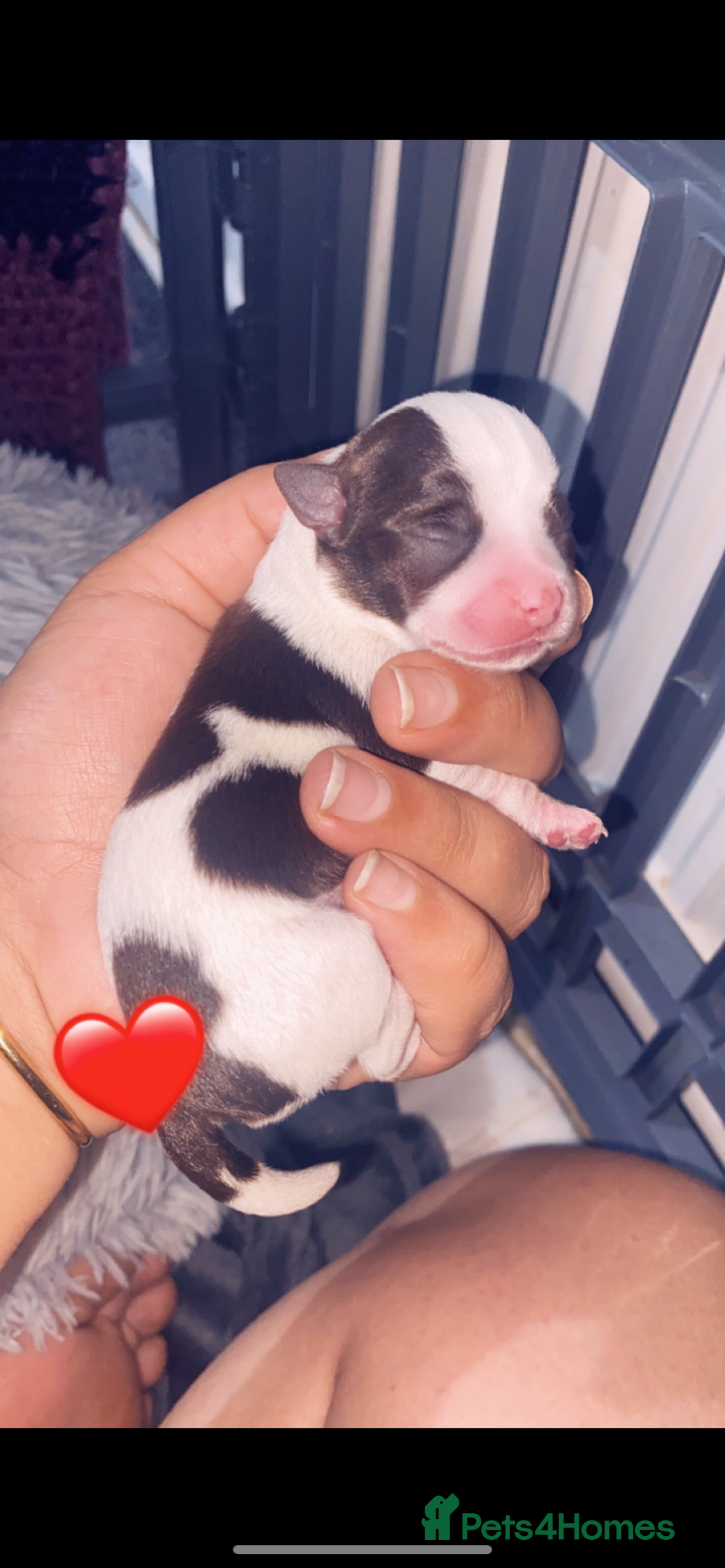 Chihuahua dogs for sale: Chihuahua - Full breed puppies - Image 11