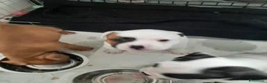Mixed Breed Puppy 4