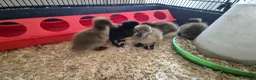 Ducks poultry for sale: 4 ducklings available  - Advert 8