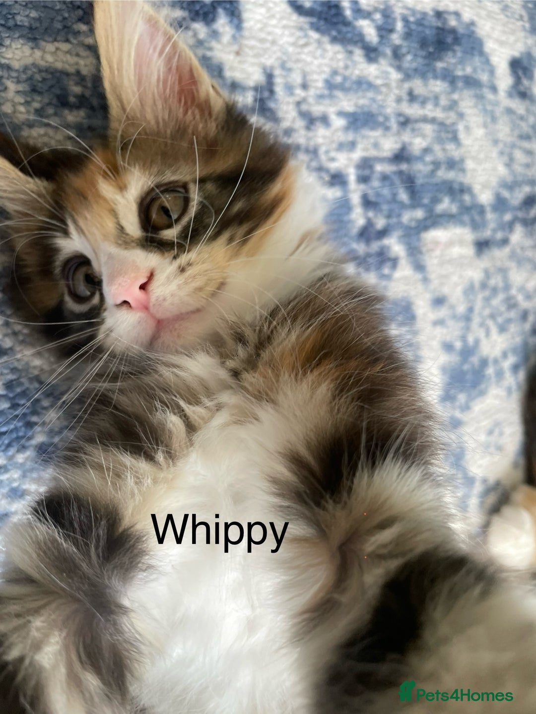 Maine Coon cats for sale: Mainecoon kittens  - Image 10