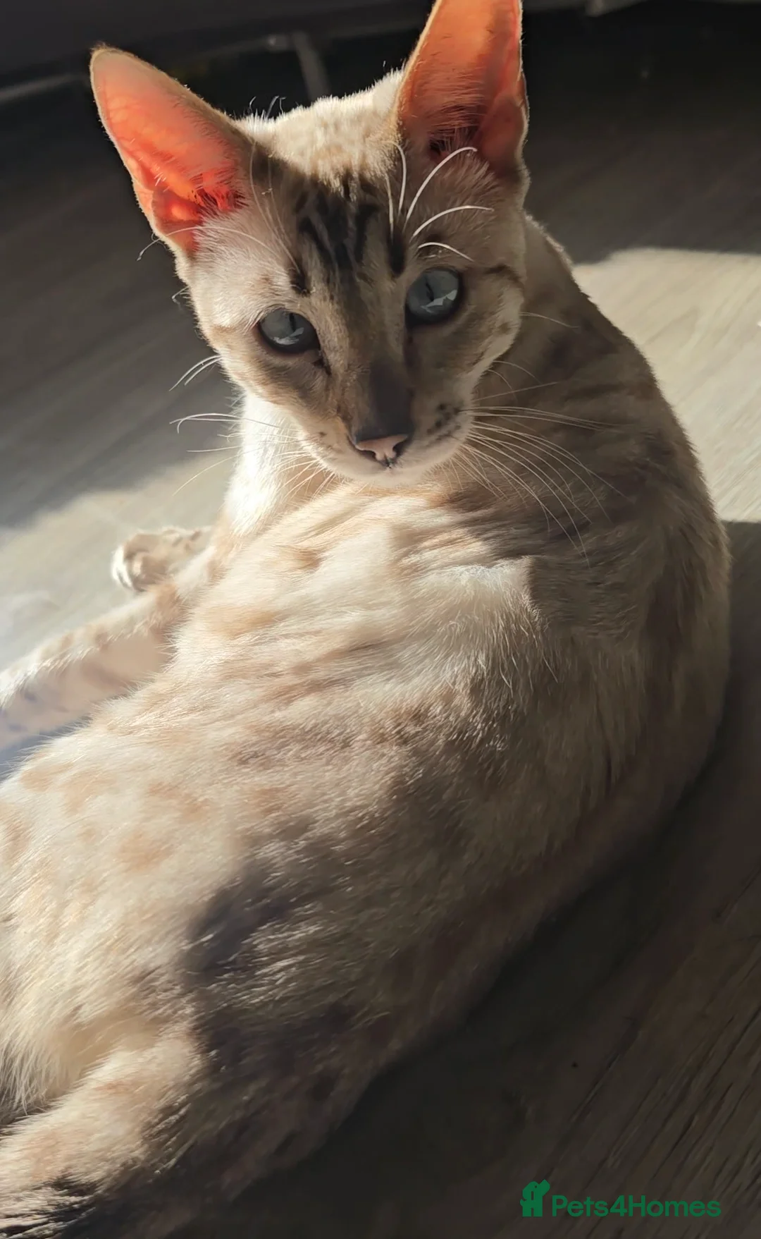 Bengal cats for stud: ❄️ Snow Bengal Stud – Ozzy ❄️ - Advert 8