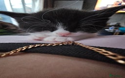 British Shorthair cats for sale: 4 cute kittens  - Image 3