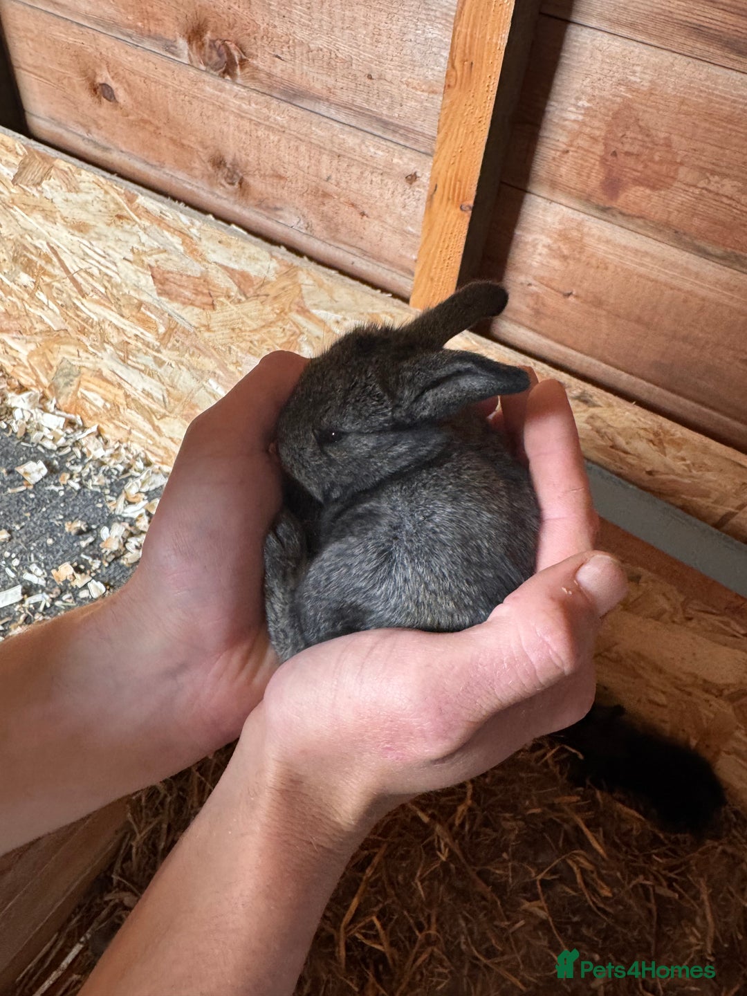 Continental Giant rabbits for sale: Pure Bred Continental Giant Rabbits  - Image 7
