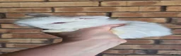 Mini Lop rabbits for sale: Gorgeous Mini Lop Baby Bunnies  - Advert 22