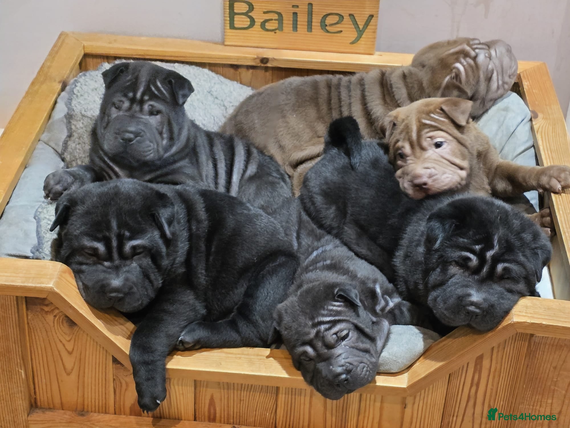Shar Pei dogs 5 girls and one boy - Advert 2