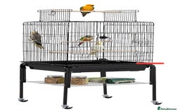 Cockatiels birds for sale: Stunning show worthy cockatiel for sale - Image 7