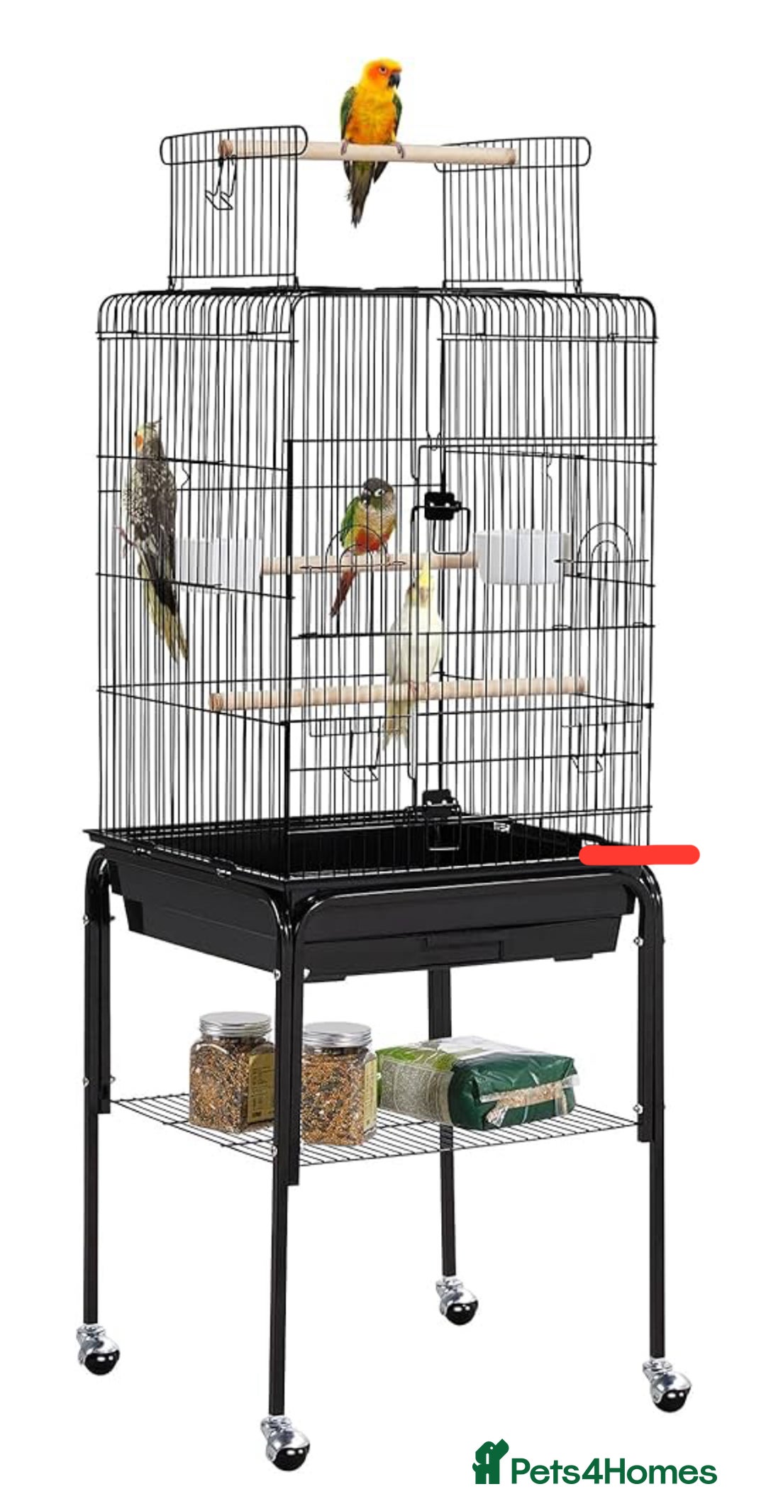 Cockatiels birds for sale: Stunning show worthy cockatiel for sale - Image 7