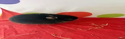 Mini Lion Lop rabbits for sale: 3x boy bunnies pure black  - Advert 3