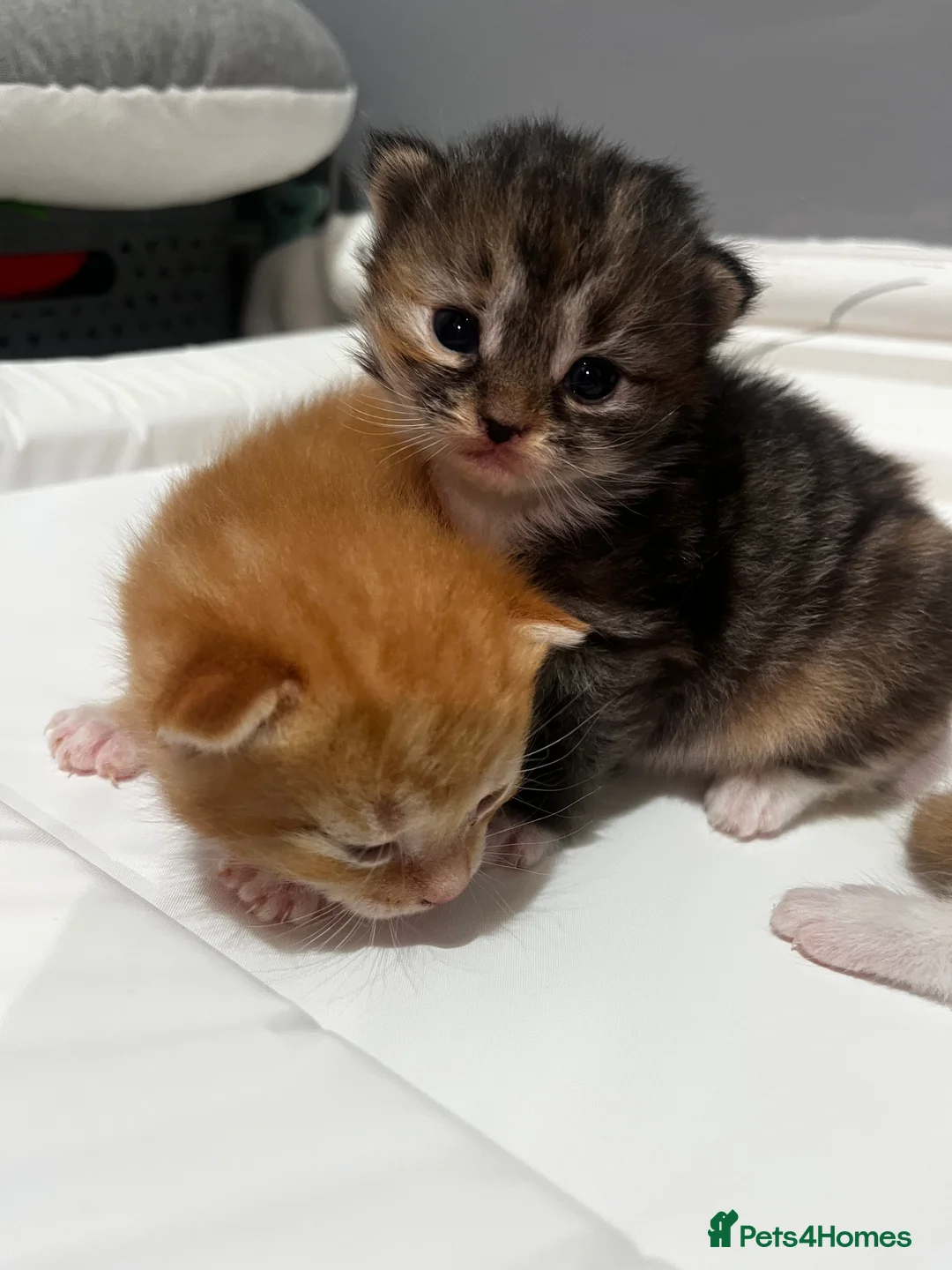 British Shorthair cats for sale: Kittens for reserve!!! - Advert 2