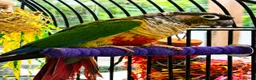 Conures birds for sale: PAIR OF GREEN CHEEK CONURES ❤️🦜 in Wembley - Advert 6