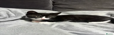 Domestic Shorthair tuxedo kitten