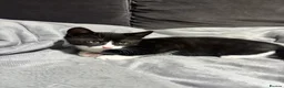 Domestic Shorthair cats for sale: domestic shorthair kittens - Advert 7