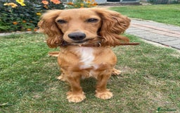 Cocker Spaniel dogs for sale: My beautiful cocker spaniel  - Image 6