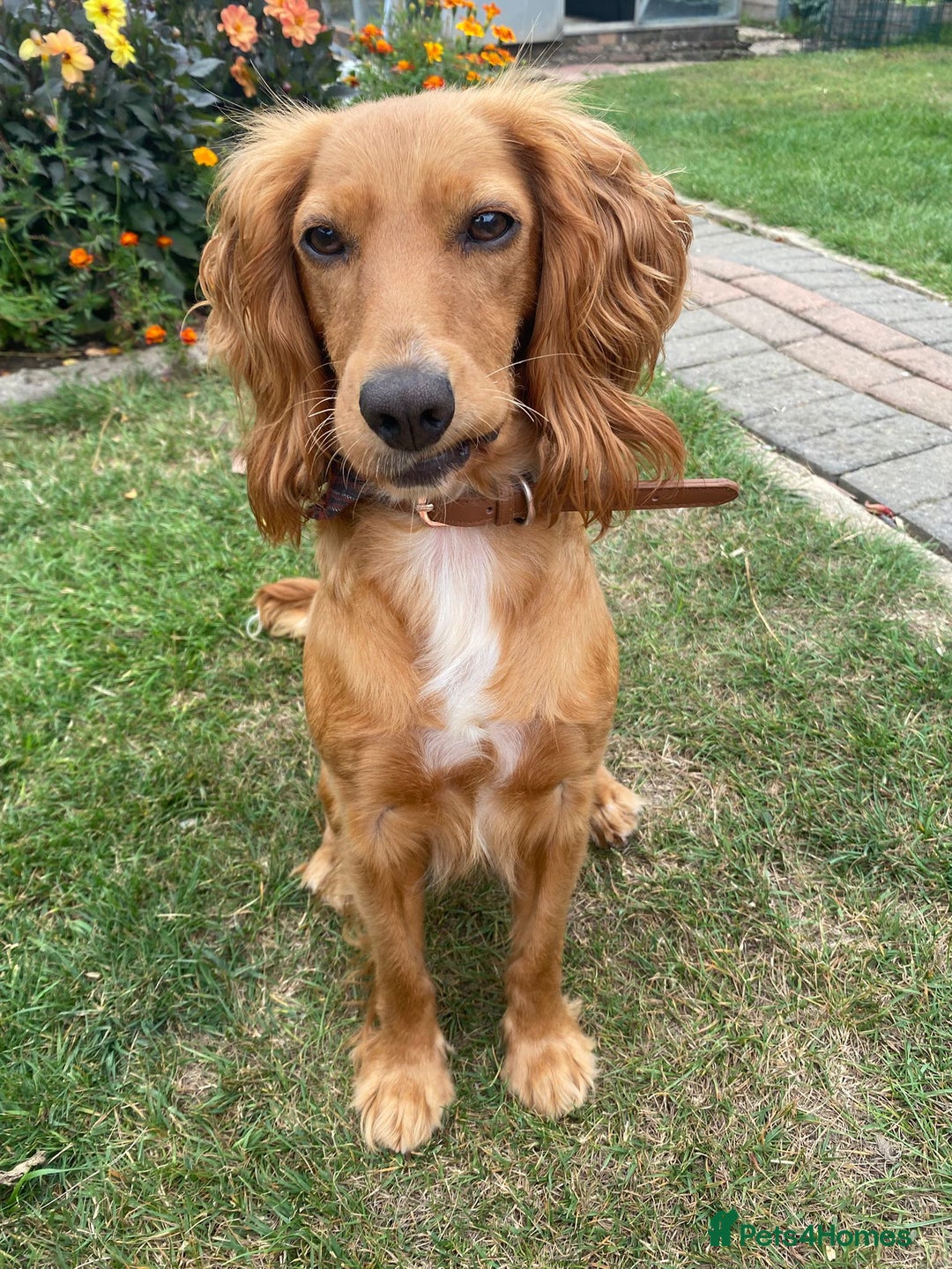 Cocker Spaniel dogs for sale: My beautiful cocker spaniel  - Image 6