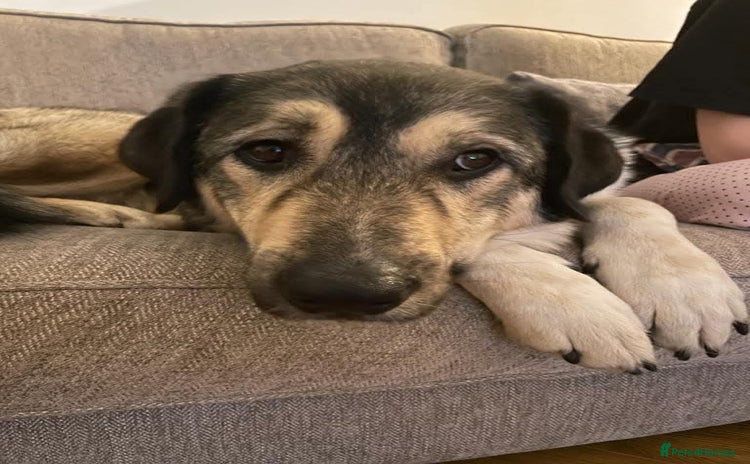 Mixed Breed dogs - Advert 16