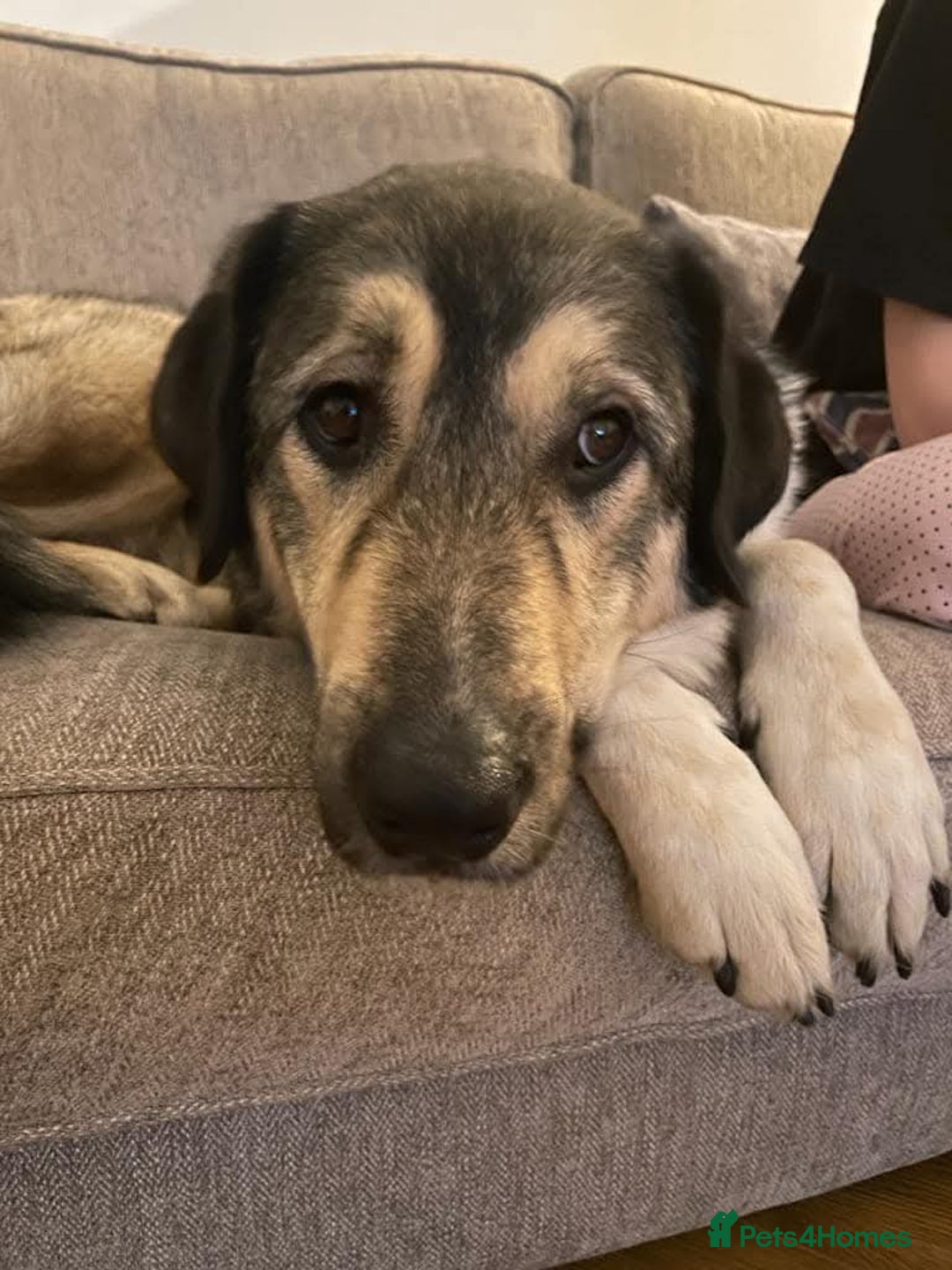 Mixed Breed dogs for adoption: Arthur is looking for a very special home - Image 1