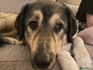 Mixed Breed dogs - Advert 5
