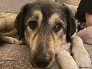 Mixed Breed dogs Arthur is looking for a very special home - Advert 5