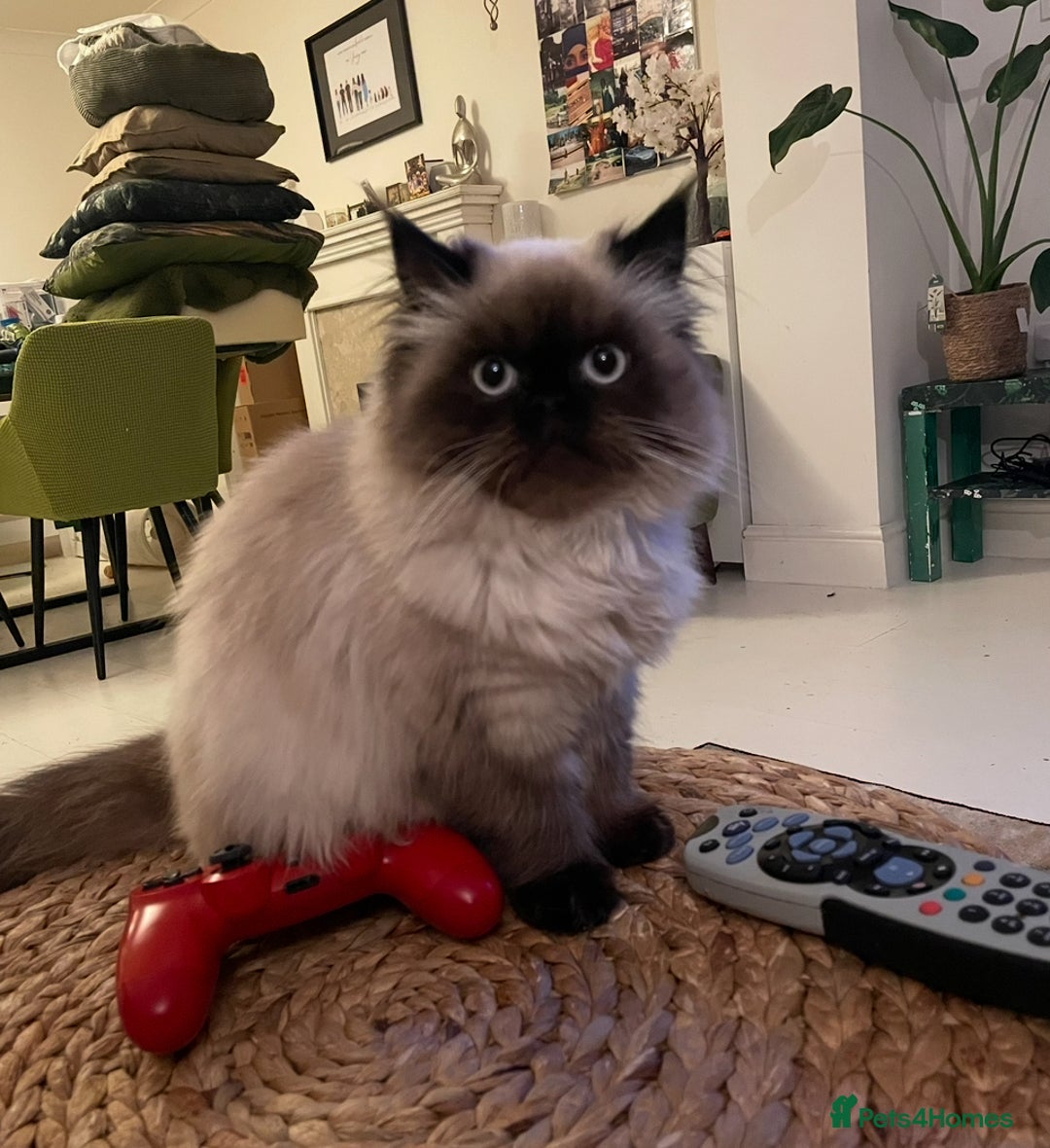 Himalayan cats for sale: Rare Himalayan mix kittens - Image 12