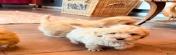 Mixed Breed dogs for sale: RARE STUNNING cute F1 cairn-oodles ❤️🐾 - Advert 18