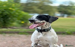 Mixed Breed dogs for sale: Male Dalmatian x Spaniel  in Glasgow - Image 1
