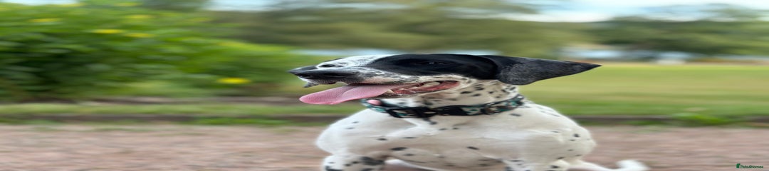 Onyx