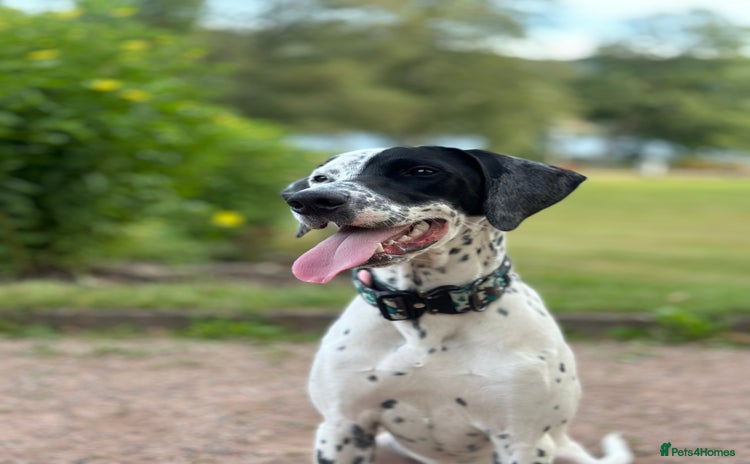 Mixed Breed dogs in Glasgow - Advert 1