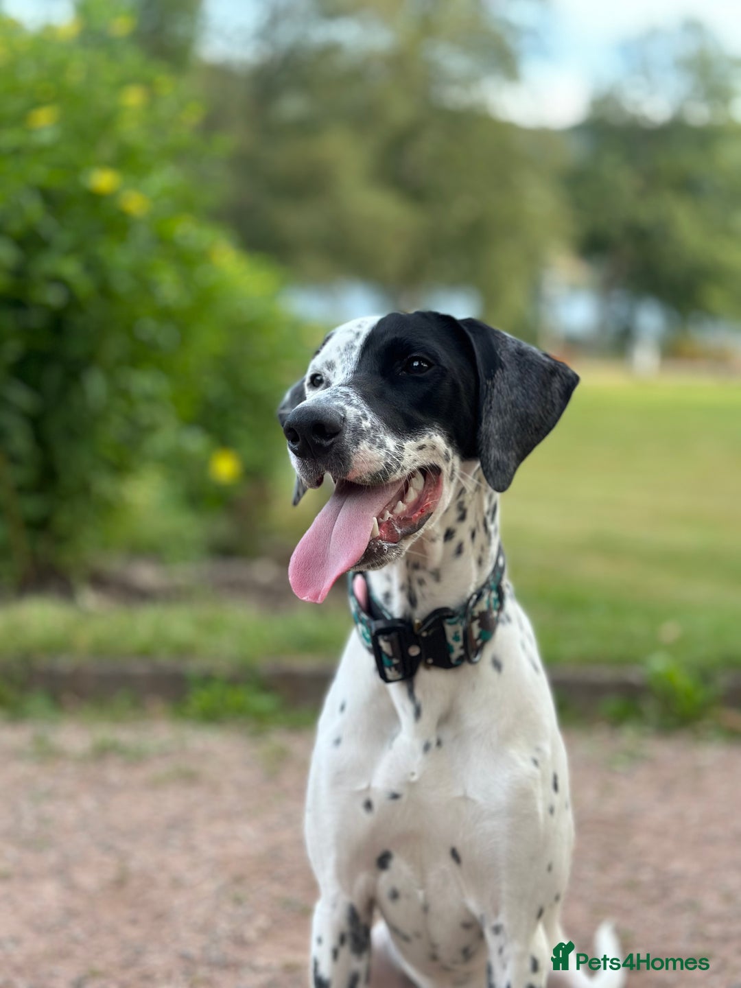 Mixed Breed dogs for sale: Male Dalmatian x Spaniel  in Glasgow - Image 1