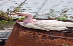 Chickens poultry for sale: Transylvanian Naked Neck Chicks - Image 32