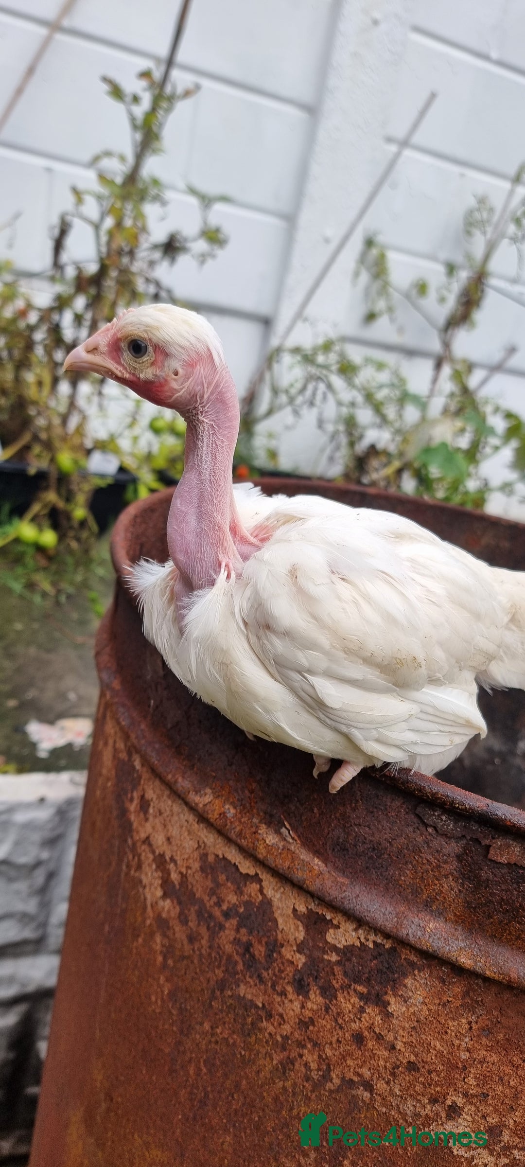 Chickens poultry for sale: Transylvanian Naked Neck Chicks - Image 32