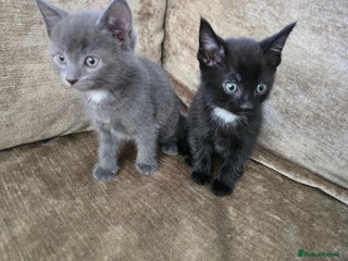 Mixed Breed cats - Advert 18