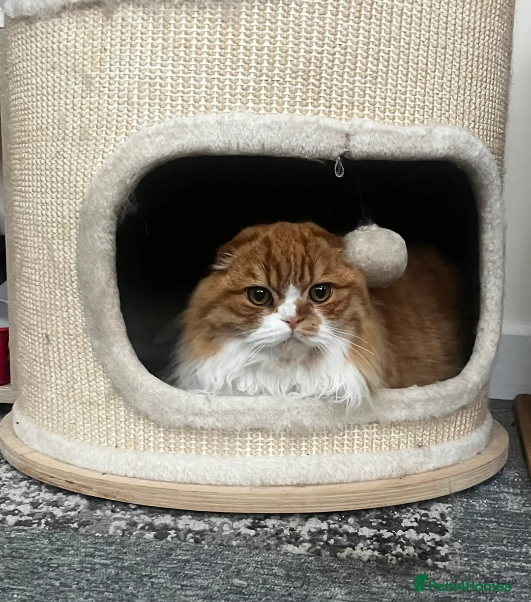 Scottish Fold cats for sale: KOALA – Beautiful Scottish Fold Boy TICA pedigree - Advert 2
