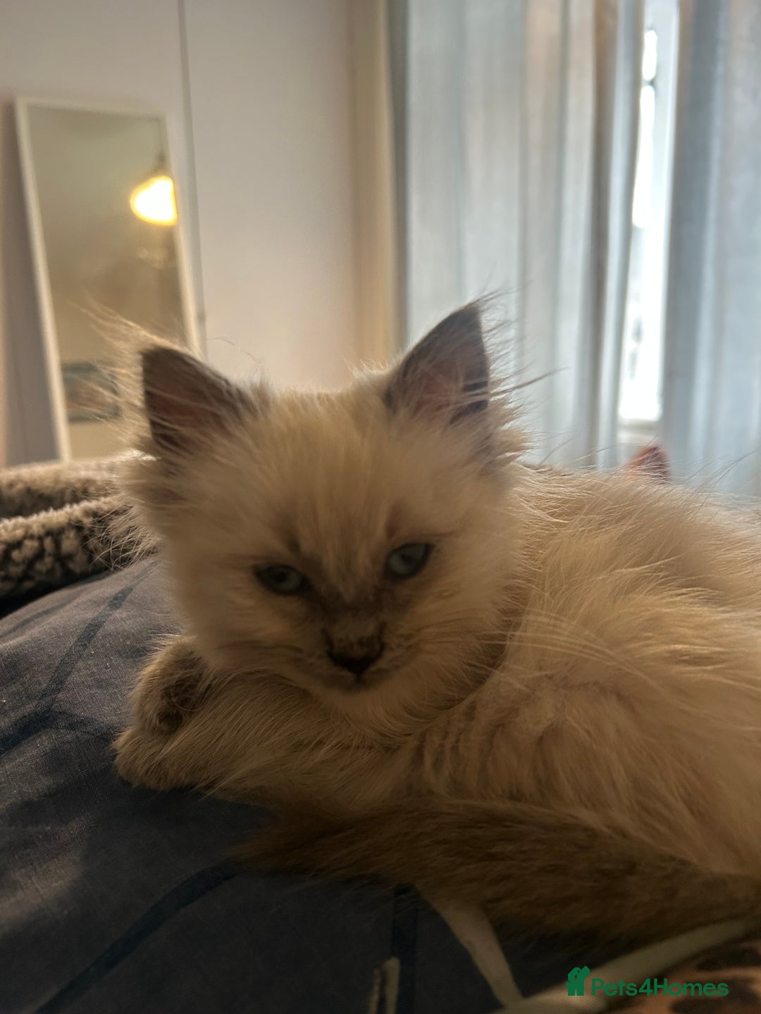 Ragdoll cats for sale: Ragdoll Female Kitten - Advert 4